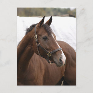 Thoroughbred briefkaart