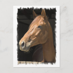 Thoroughbred Briefkaart