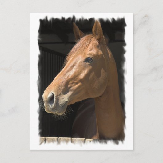 Thoroughbred Briefkaart (Voorkant)