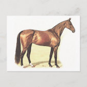Thoroughbred Briefkaart (Voorkant)