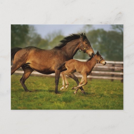 Thoroughbred Chestnut Mare & Foal Briefkaart (Voorkant)