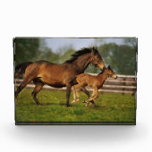 Thoroughbred Chestnut Mare & Foal Fotoblokken (Voorkant)