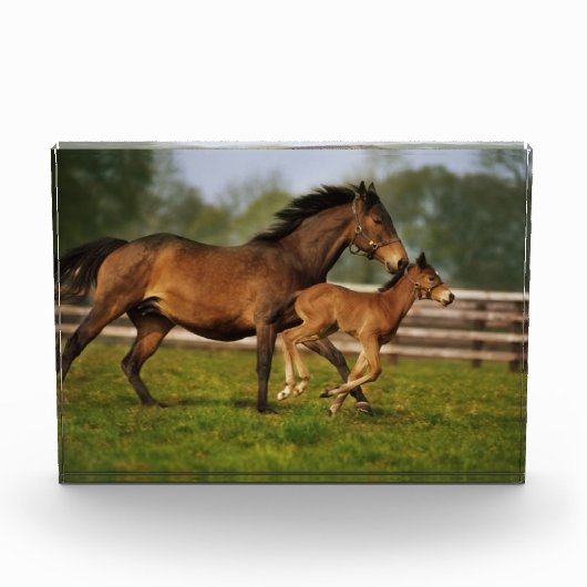 Thoroughbred Chestnut Mare & Foal Fotoblokken (Voorkant)
