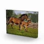 Thoroughbred Chestnut Mare & Foal Fotoblokken (Rechts)