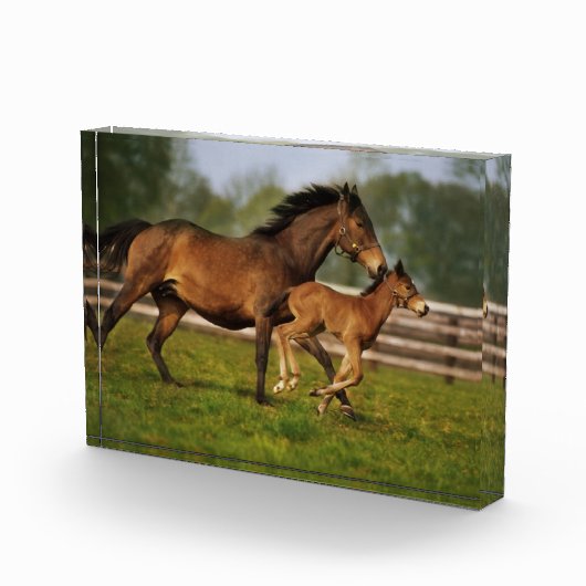 Thoroughbred Chestnut Mare & Foal Fotoblokken (Rechts)