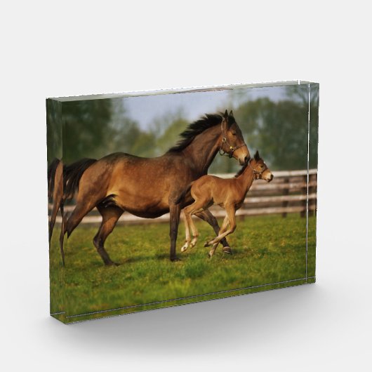 Thoroughbred Chestnut Mare & Foal Fotoblokken (Links)