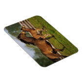 Thoroughbred Chestnut Mare & Foal Magneet (Rechterzijde)