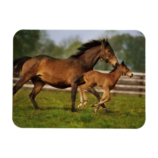 Thoroughbred Chestnut Mare & Foal Magneet (Horizontaal)