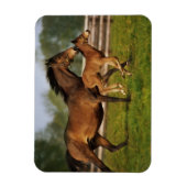 Thoroughbred Chestnut Mare & Foal Magneet (Verticaal)