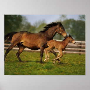 Thoroughbred Chestnut Mare & Foal Poster