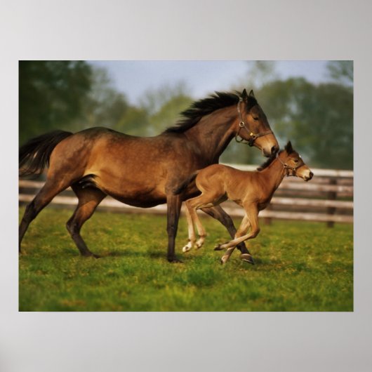 Thoroughbred Chestnut Mare & Foal Poster (Voorkant)