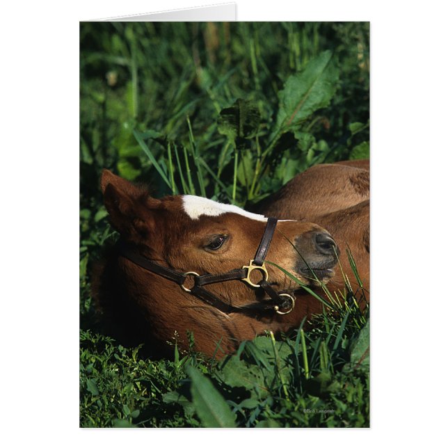 Thoroughbred Foal Lying Down (Voorkant)