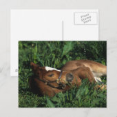 Thoroughbred Foal Lying Down Briefkaart (Voorkant / Achterkant)