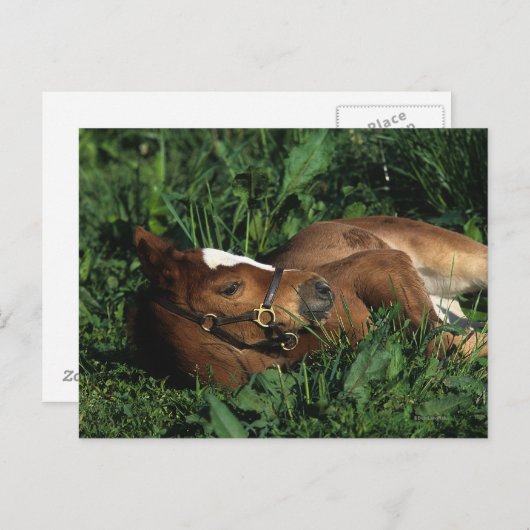 Thoroughbred Foal Lying Down Briefkaart (Voorkant / Achterkant)