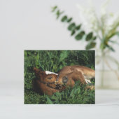 Thoroughbred Foal Lying Down Briefkaart (Staand voorkant)