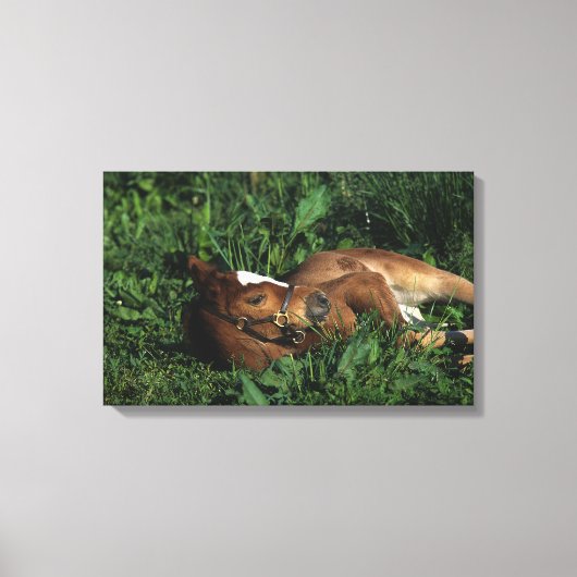 Thoroughbred Foal Lying Down Canvas Afdruk (Voorkant)