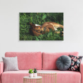 Thoroughbred Foal Lying Down Canvas Afdruk (Insitu (Woonkamer))