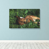 Thoroughbred Foal Lying Down Canvas Afdruk (Insitu (Houten vloer))