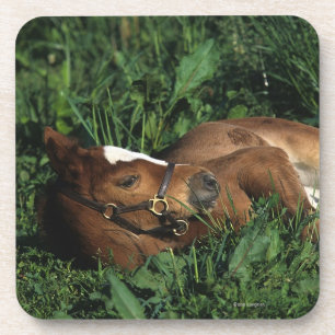 Thoroughbred Foal Lying Down Drankjes Onderzetter