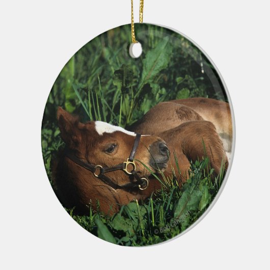 Thoroughbred Foal Lying Down Keramisch Ornament (Links)