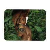 Thoroughbred Foal Lying Down Magneet (Horizontaal)
