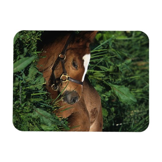 Thoroughbred Foal Lying Down Magneet (Horizontaal)