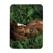 Thoroughbred Foal Lying Down Magneet (Verticaal)