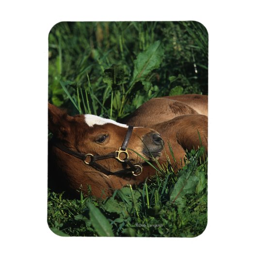 Thoroughbred Foal Lying Down Magneet (Verticaal)