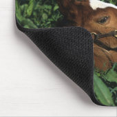 Thoroughbred Foal Lying Down Muismat (Hoek)