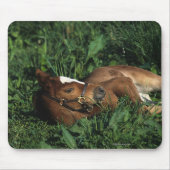 Thoroughbred Foal Lying Down Muismat (Voorkant)
