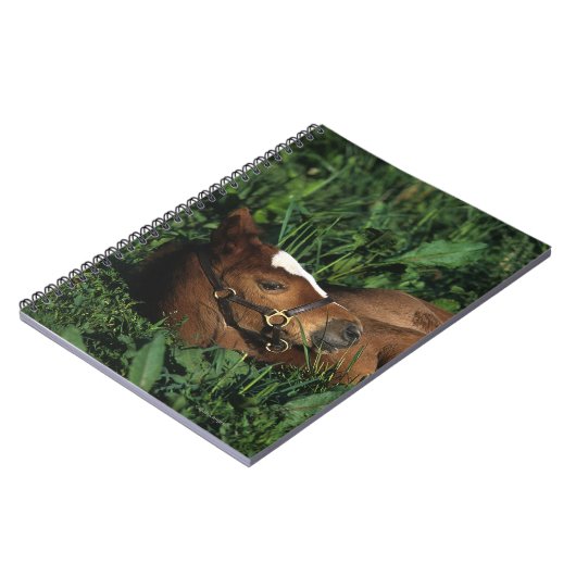 Thoroughbred Foal Lying Down Notitieboek (Linkerzijde)