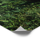 Thoroughbred Foal Lying Down Poster (Hoek)