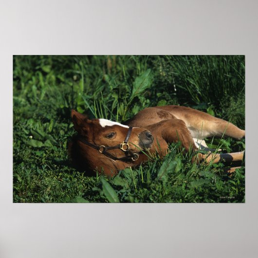 Thoroughbred Foal Lying Down Poster (Voorkant)