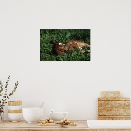 Thoroughbred Foal Lying Down Poster (Keuken)