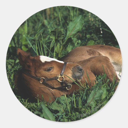 Thoroughbred Foal Lying Down Ronde Sticker (Voorkant)