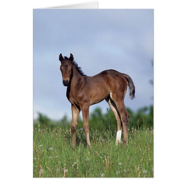 Thoroughbred Foal Standing in the Grass (Voorkant)