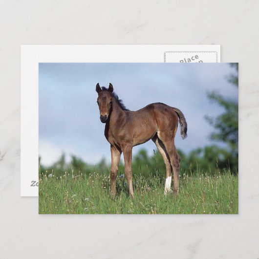 Thoroughbred Foal Standing in the Grass Briefkaart (Voorkant / Achterkant)