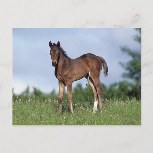 Thoroughbred Foal Standing in the Grass Briefkaart (Voorkant)
