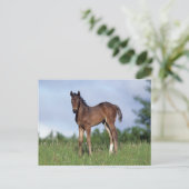 Thoroughbred Foal Standing in the Grass Briefkaart (Staand voorkant)