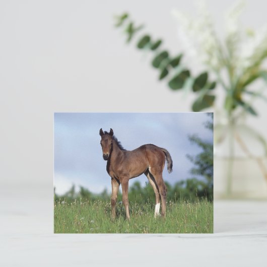 Thoroughbred Foal Standing in the Grass Briefkaart (Staand voorkant)