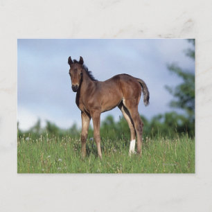 Thoroughbred Foal Standing in the Grass Briefkaart