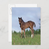 Thoroughbred Foal Standing in the Grass Briefkaart (Voorkant / Achterkant)