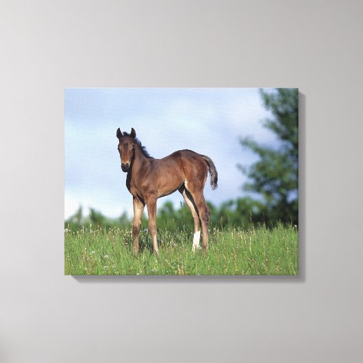 Thoroughbred Foal Standing in the Grass Canvas Afdruk (Voorkant)