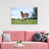 Thoroughbred Foal Standing in the Grass Canvas Afdruk (Insitu (Woonkamer))