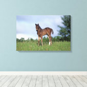 Thoroughbred Foal Standing in the Grass Canvas Afdruk (Insitu (Houten vloer))