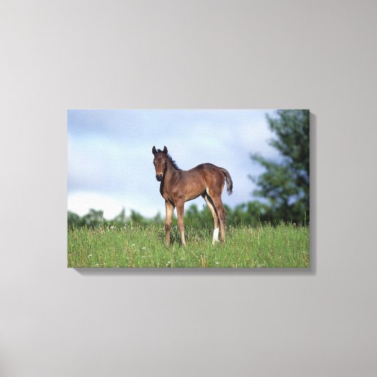 Thoroughbred Foal Standing in the Grass Canvas Afdruk (Voorkant)