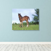 Thoroughbred Foal Standing in the Grass Canvas Afdruk (Insitu (Houten vloer))
