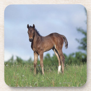 Thoroughbred Foal Standing in the Grass Drankjes Onderzetter