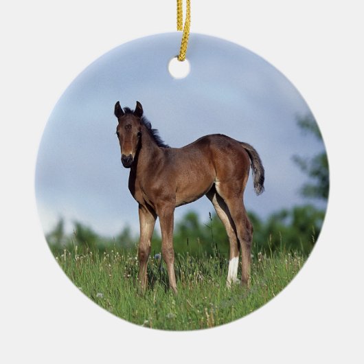 Thoroughbred Foal Standing in the Grass Keramisch Ornament (Voorkant)
