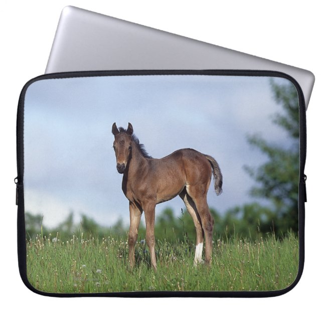 Thoroughbred Foal Standing in the Grass Laptop Sleeve (Voorkant)